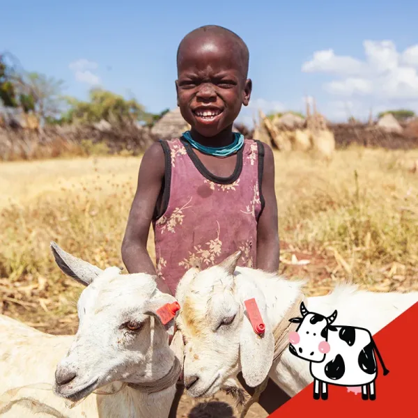 2 Goats + 1 Cow