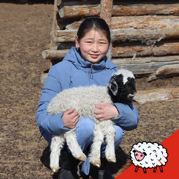 2 Goats + 1 Sheep